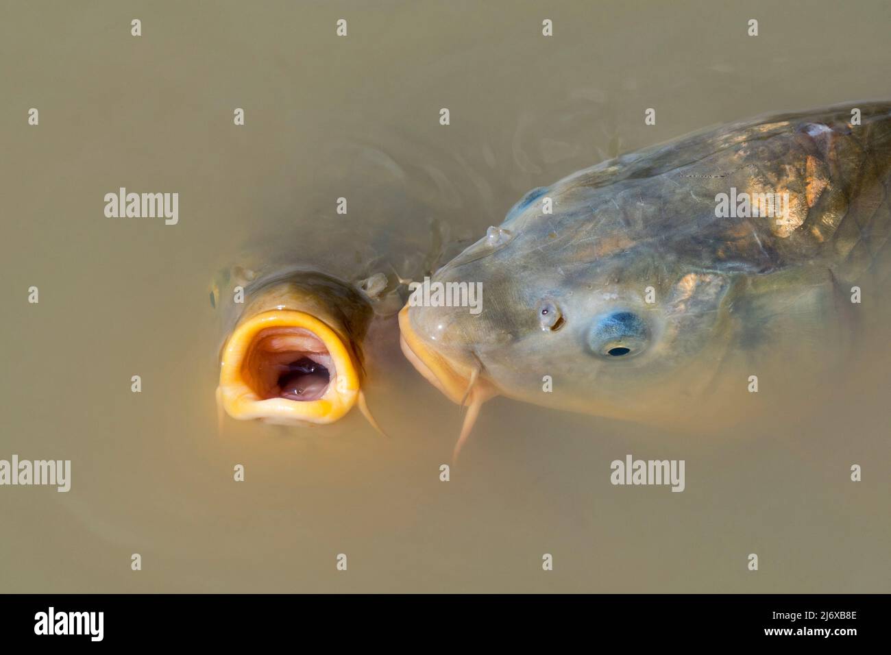 Carp open mouth Fotos und Bildmaterial in hoher Auflösung Seite 2