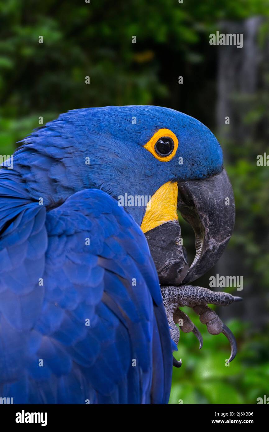 Hyazinthara/hyacinthine Macaw (Anodorhynchus hyacinthinus) Parrot in Mittel- und Osteuropa Südamerika Stockfoto