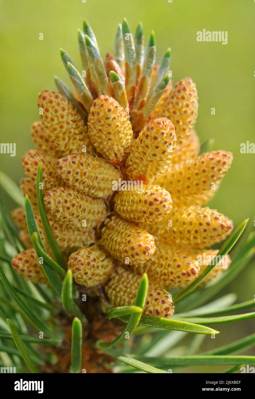 Männliche Kiefern, Pollen und neues Nadelwachstum auf einer Lodgepole Pine. Stockfoto
