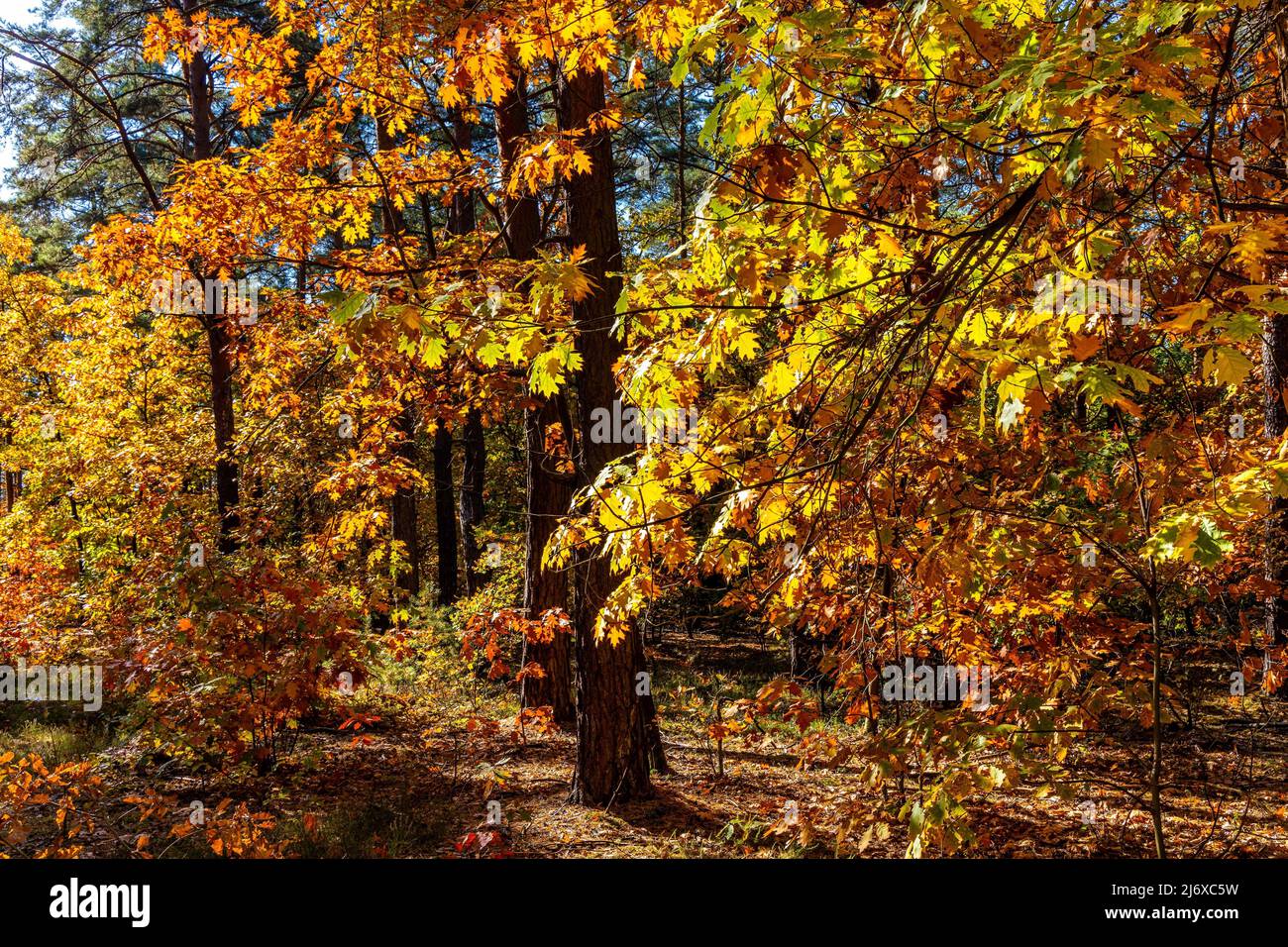 Herbstpanorama von gemischten Walddickicht mit bunten Baumblättern Mosaik im Mazowiecki Landschaftspark in Celestynow Stadt in der Nähe von Warschau in Mazovia Region Stockfoto