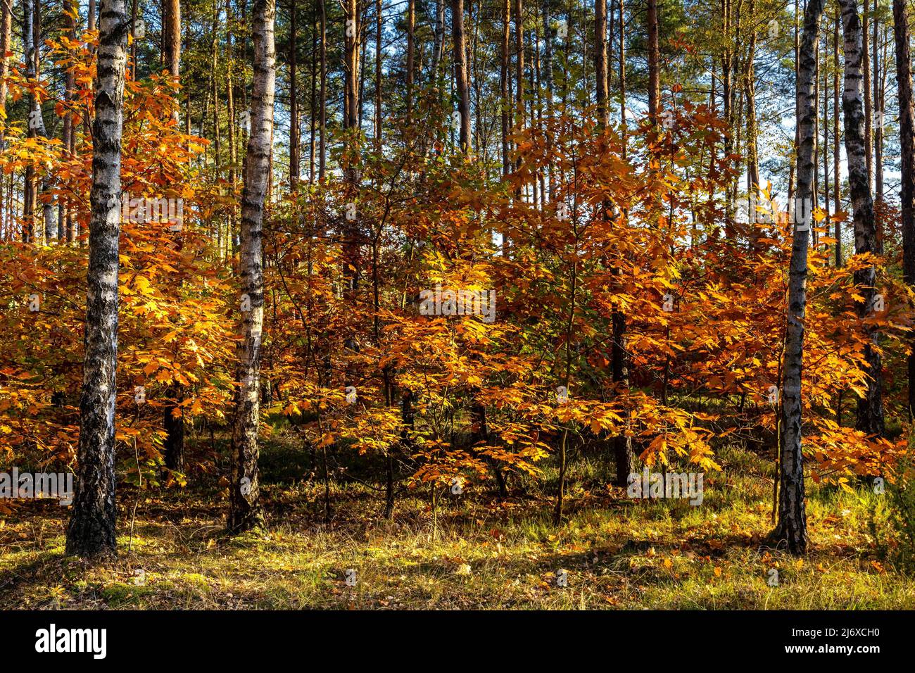 Herbstpanorama von gemischten Walddickicht mit bunten Baumblättern Mosaik im Mazowiecki Landschaftspark in Celestynow Stadt in der Nähe von Warschau in Mazovia Region Stockfoto