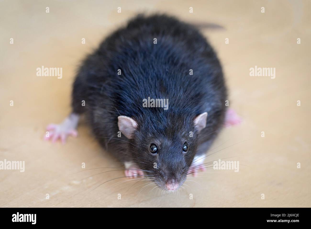 Schwarze Ratte auf dem Tisch Nahaufnahme Porträt Stockfoto