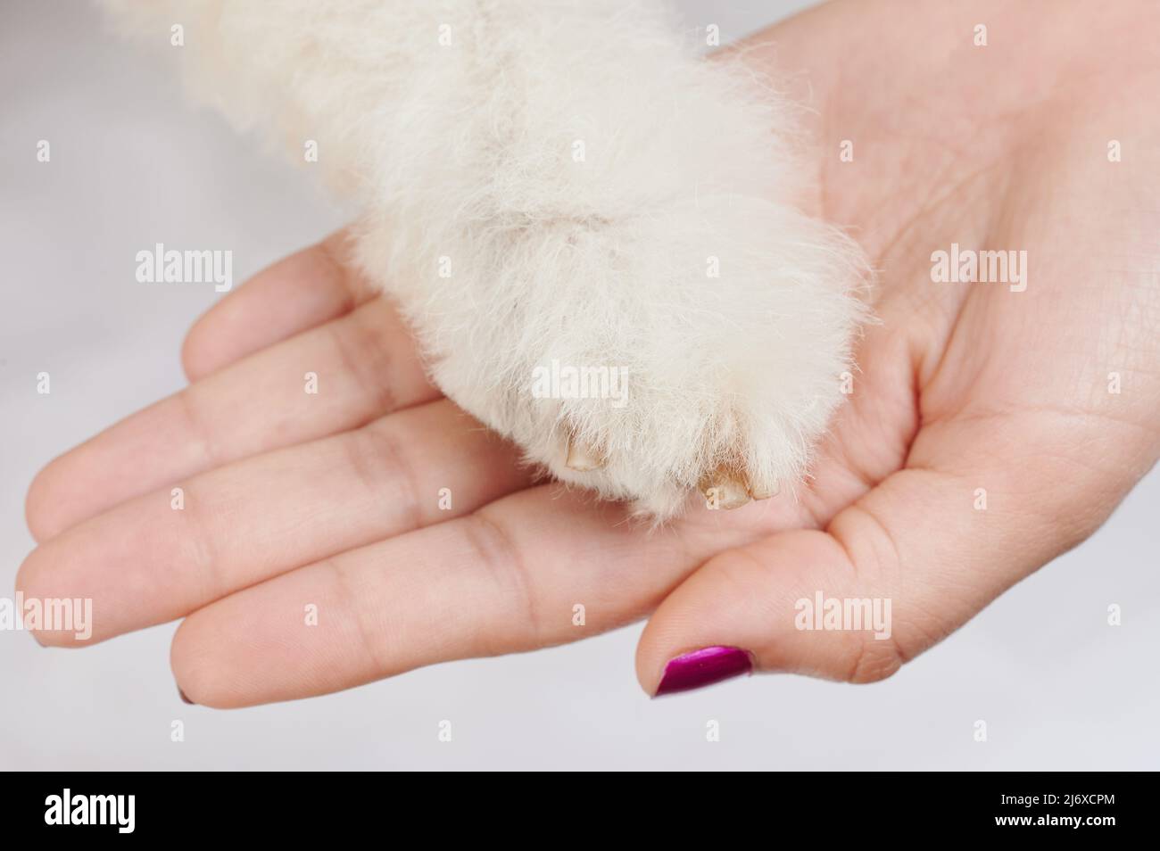 Hundepfote mit gekippten Nägeln Krallen auf dem menschlichen Handhintergrund reinigen Stockfoto