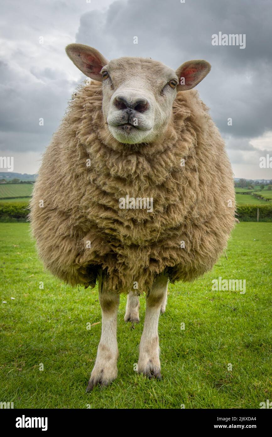Ein Porträt eines Schafes in Denbighshire Stockfoto