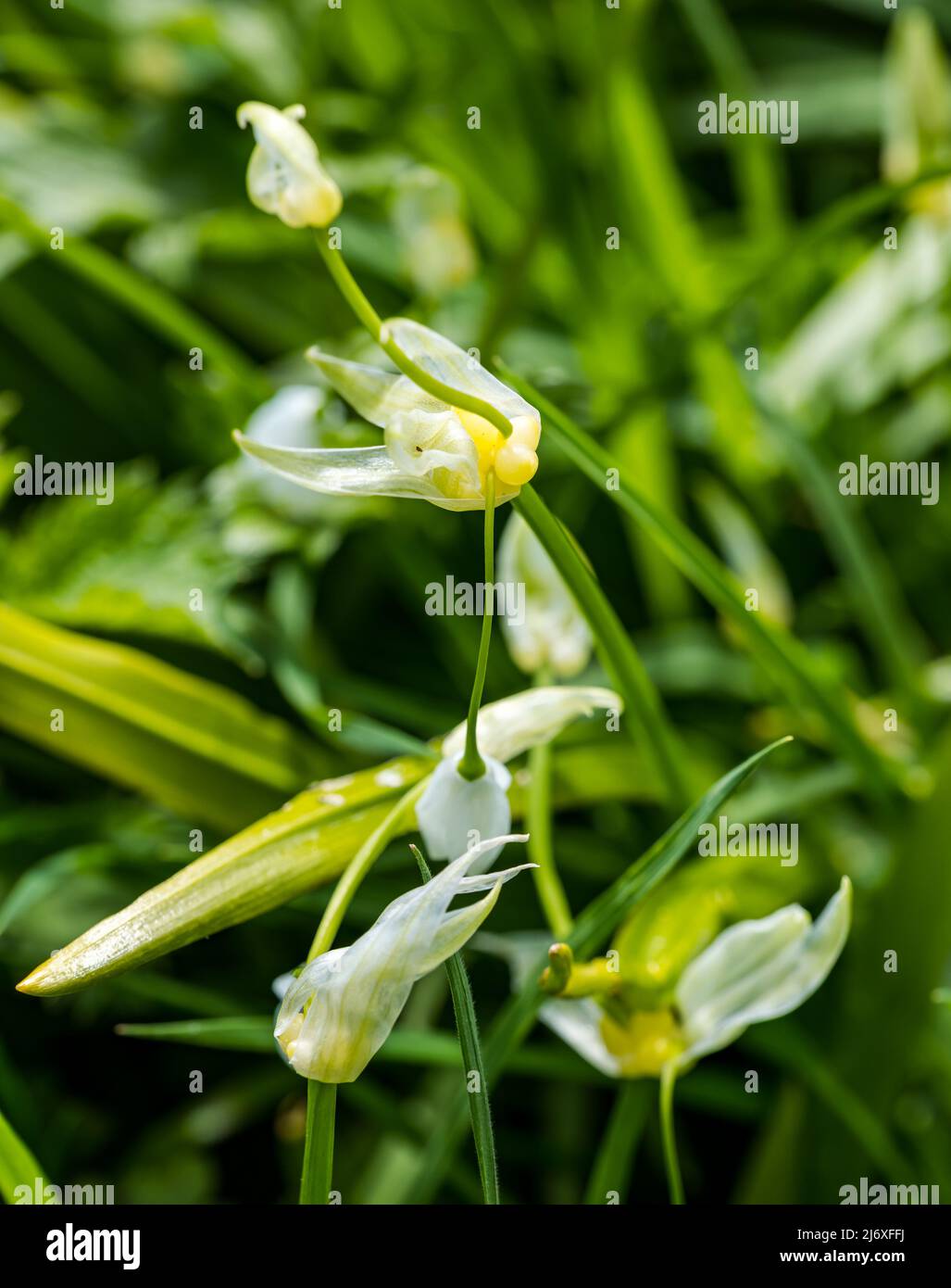 Nahaufnahme von Wildleeks, Rampen oder Ransons (Allium tricoccum), die zum Kochen gezüchtet werden können, Schottland, Großbritannien Stockfoto