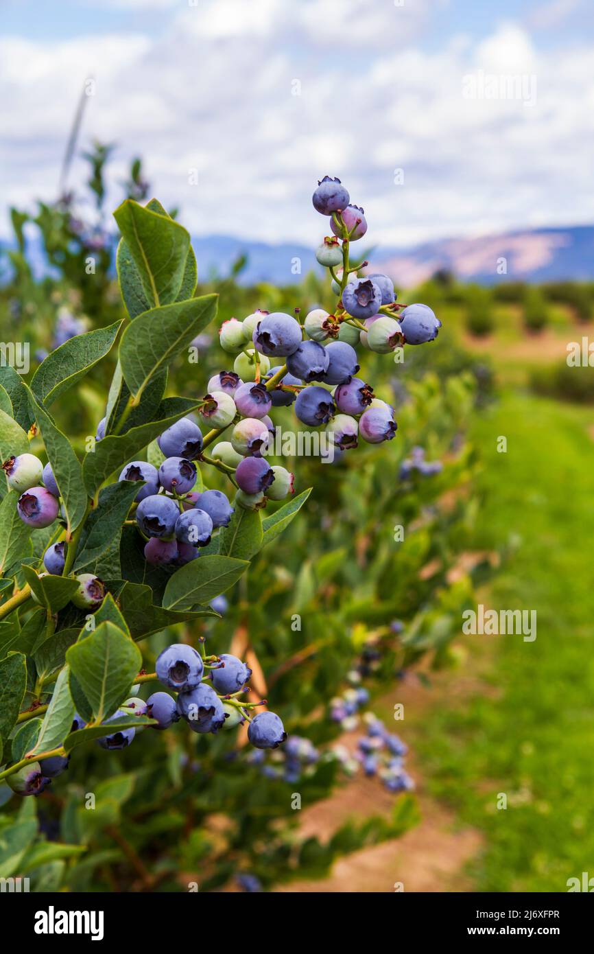 Heidelbeeren (Vaccinium corymbosum), eine in Nordamerika heimische Frucht, die auf einer Oregon U Pick Farm auf der Hood River Fruit Loop reift. Stockfoto