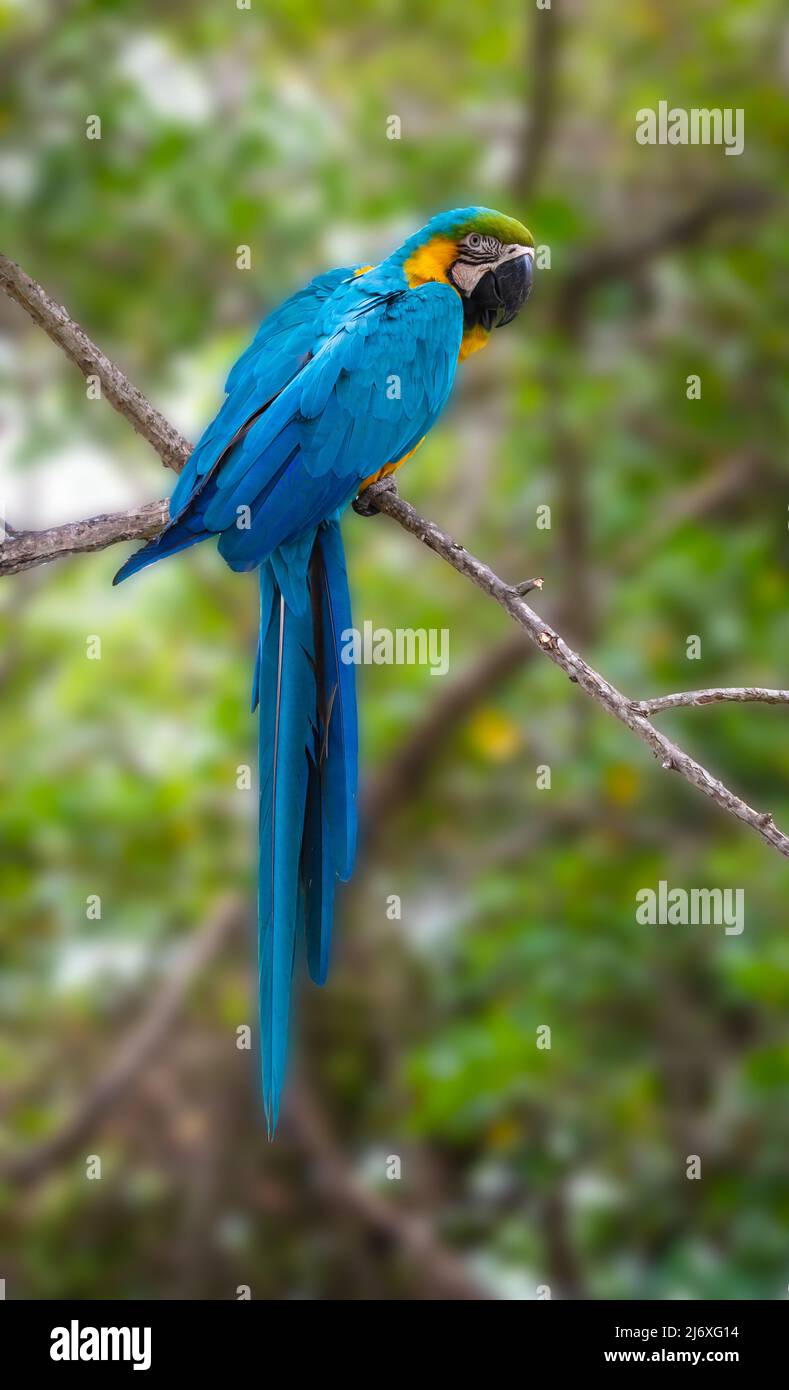 Blauer und gelber Ara auf Baum in Kolumbien. Stockfoto