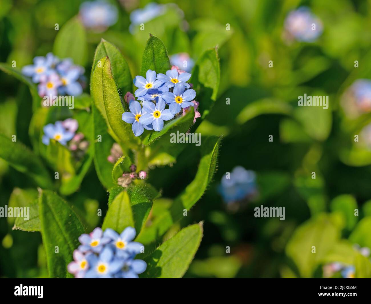 Blüte Vergiss-mich-nicht, Myosotis, Nahaufnahme Stockfoto