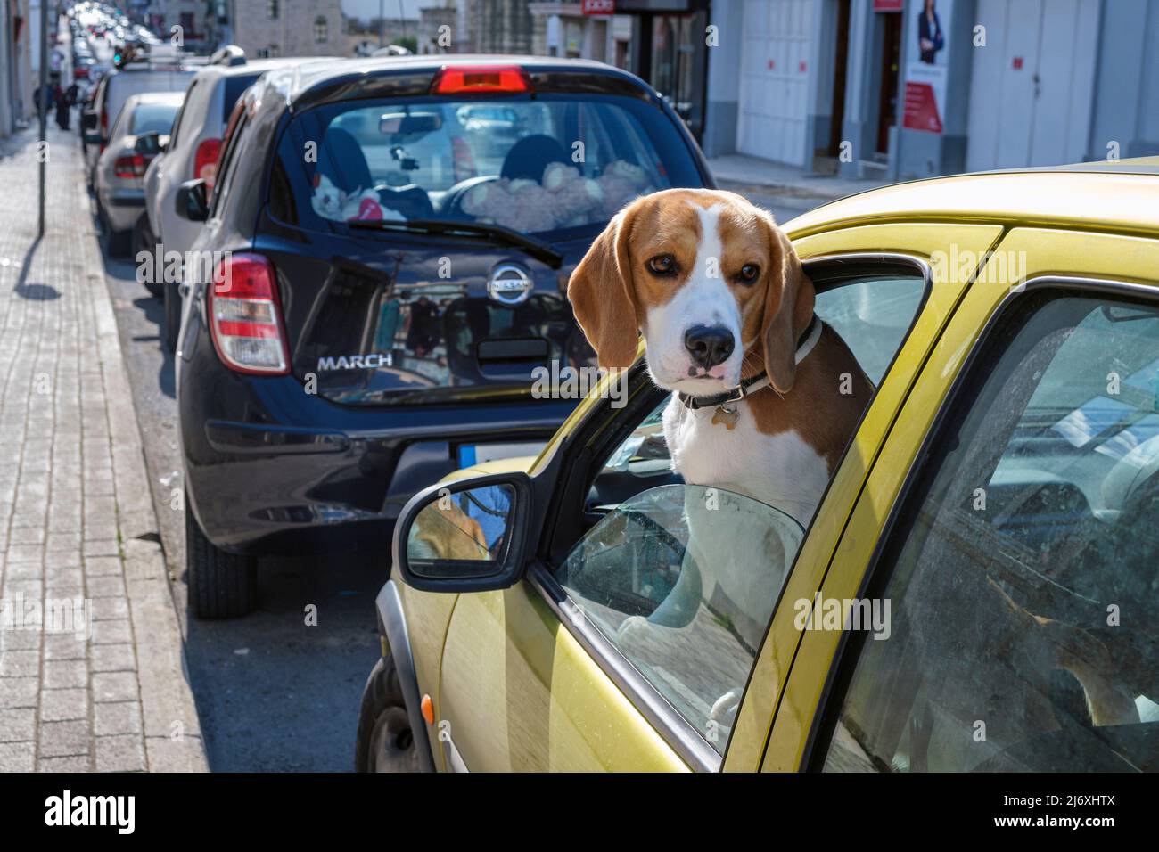 Ein Hund, der aus einem Autofenster schaut, Mosta, Malta Stockfoto
