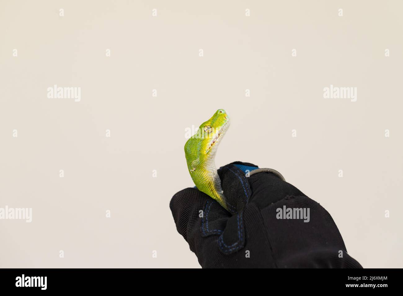 Corallus caninus - grüne Schlange, die zu einem Ball zusammengerollt ist. Stockfoto