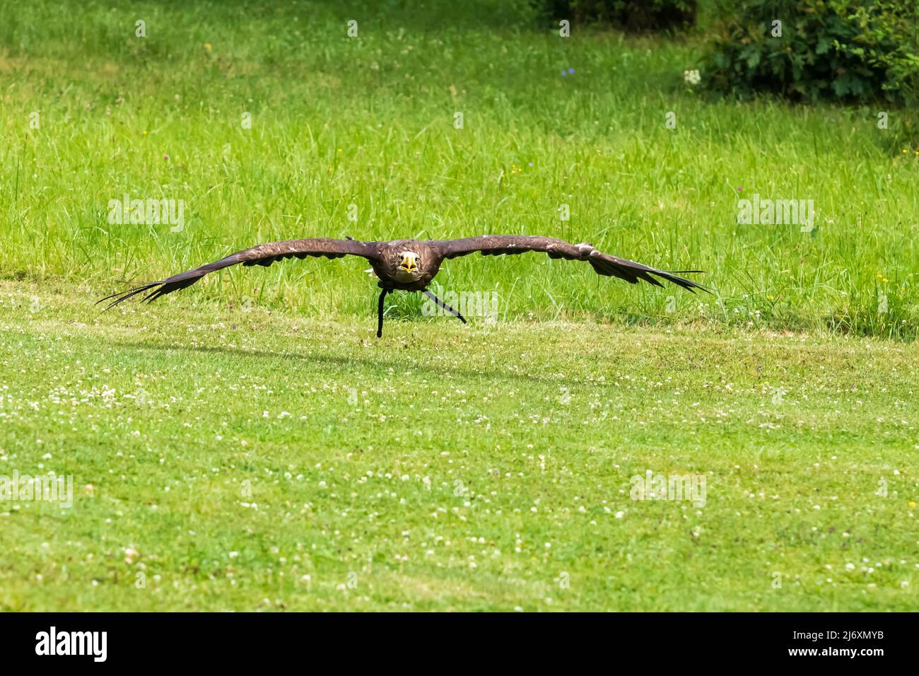 Ein Falke-gelender Greifadler fliegt über eine grüne Wiese. Stockfoto