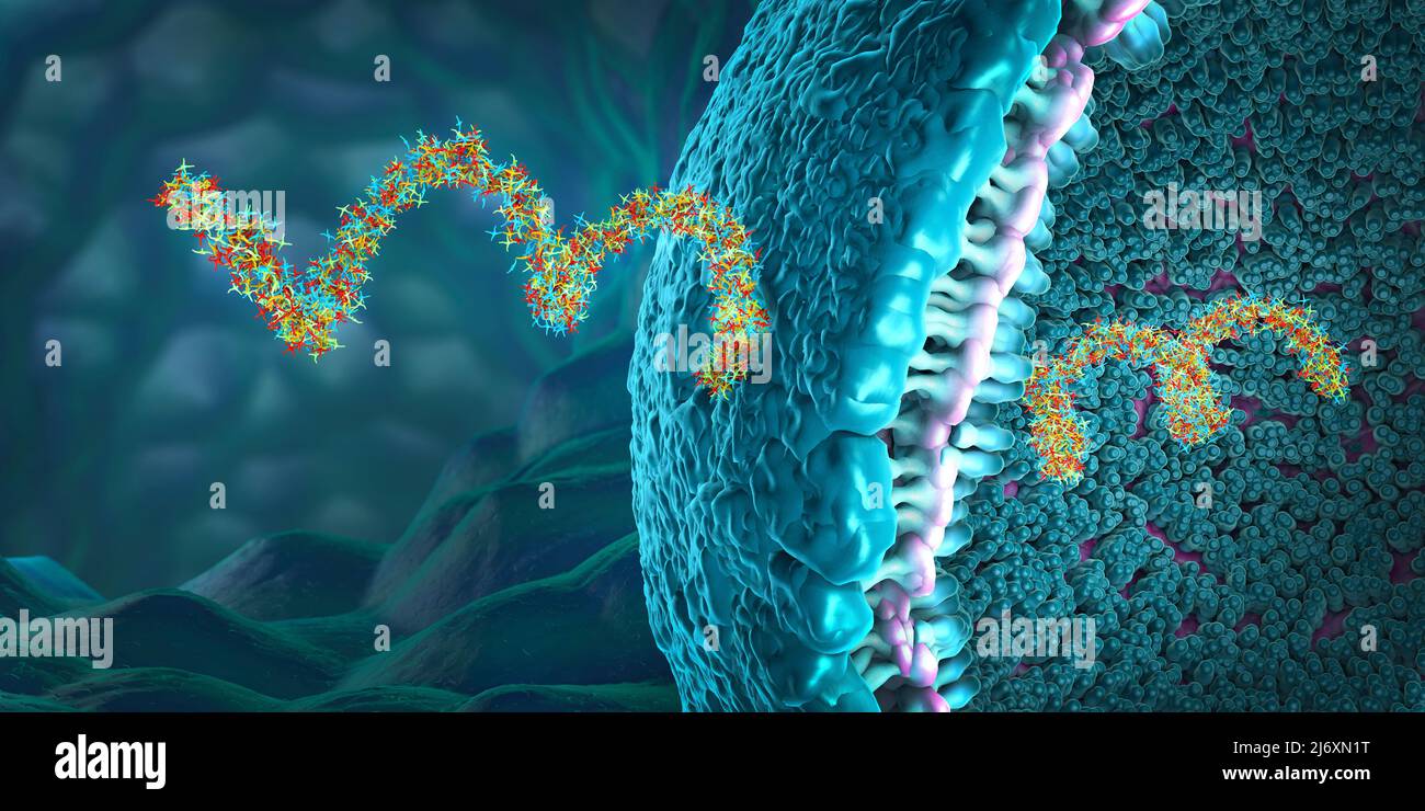 Ribonukleinsäure-Stränge, die aus Nukleotiden bestehen, die für die Proteinbiosynthese wichtig sind - 3D Abbildung Stockfoto