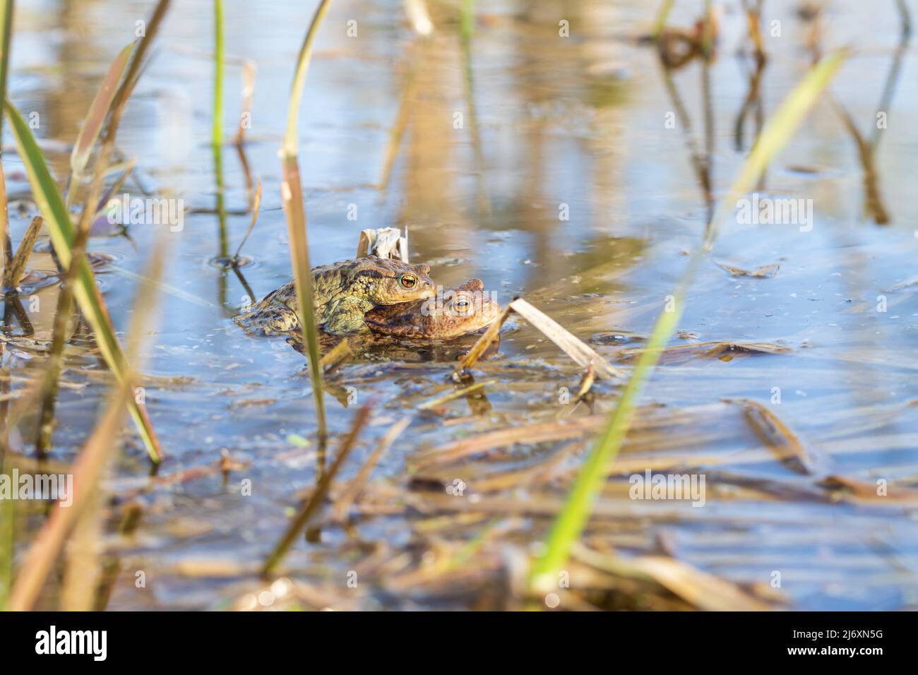 Ein großer grüner Frosch in seinem natürlichen Lebensraum. Amphibien im Wasser. Schöner Krötenfrosch. Schönes Bokeh. Stockfoto