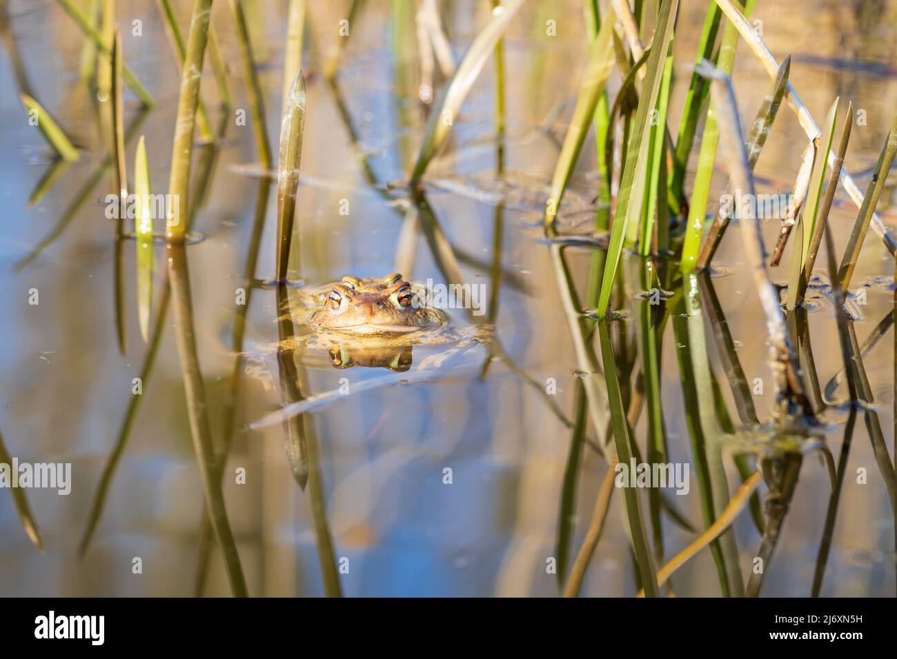 Ein großer grüner Frosch in seinem natürlichen Lebensraum. Amphibien im Wasser. Schöner Krötenfrosch. Schönes Bokeh. Stockfoto