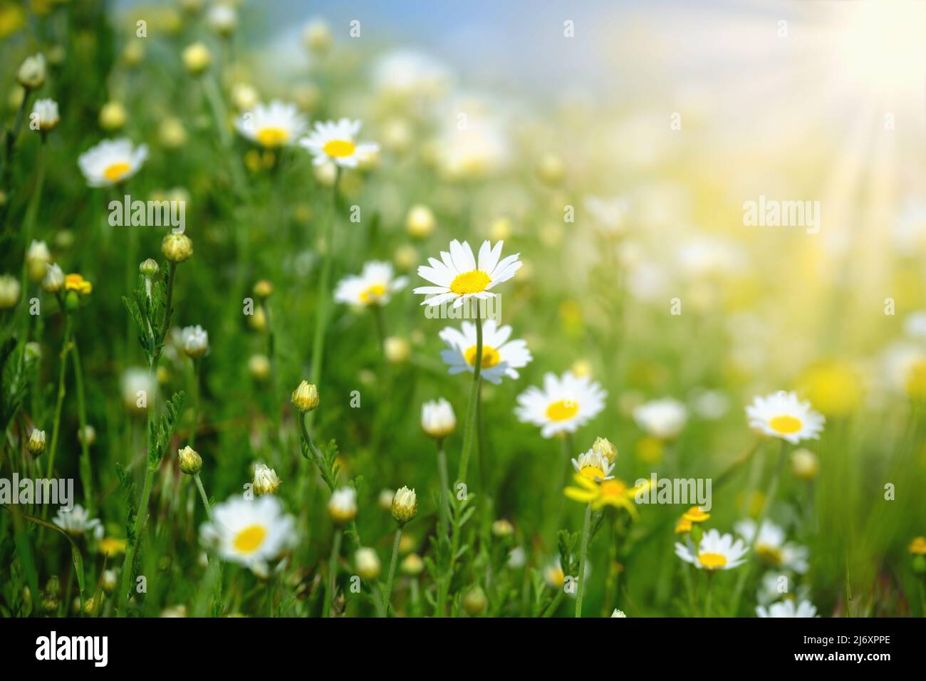 Rand der Kamillenfeldblumen. Sommerhintergrund. Wunderschöne Naturszene mit blühenden medizinischen Chamomilles in Sonnenstrahlen. Sommerblumen. Wunderschön Stockfoto