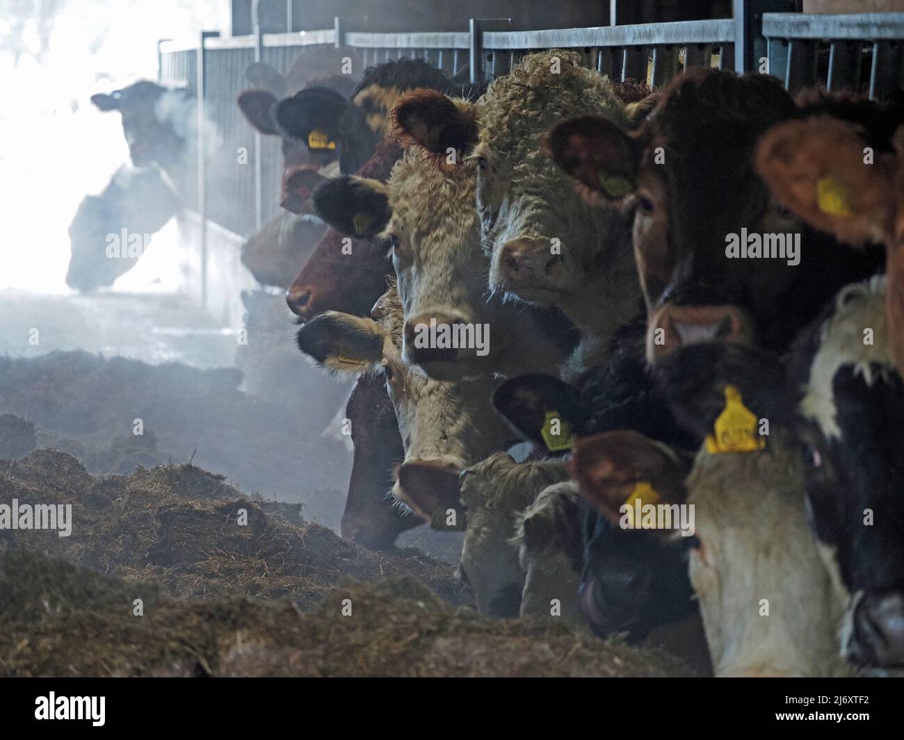 Hintergrundbeleuchteter Dampf erzeugt eine trübe Atmosphäre, wenn sich Rinder in einem Kuhstall in Cumbria, England, ernähren Stockfoto