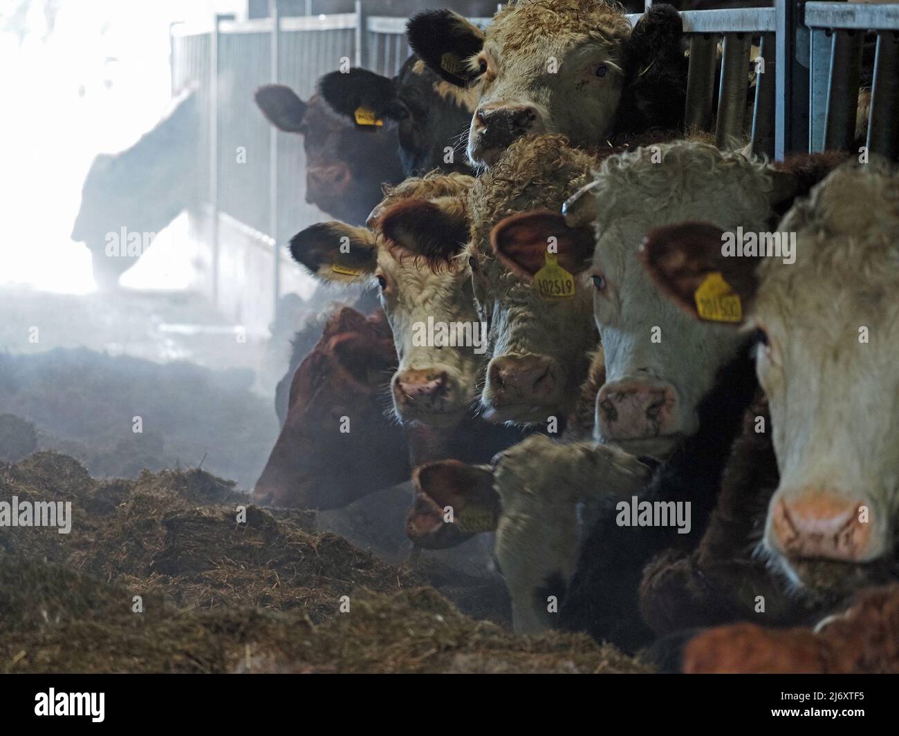 Hintergrundbeleuchteter Dampf erzeugt eine trübe Atmosphäre, wenn sich Rinder in einem Kuhstall in Cumbria, England, ernähren Stockfoto