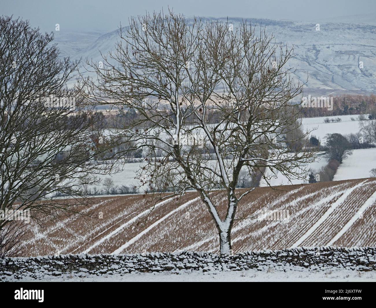 Grafische lineare Muster von Neuschnee in diagonalen Spuren von landwirtschaftlichen Fahrzeugen über gepflügte Felder in Winterlandschaft mit Bäumen - Cumbria, England, UK Stockfoto