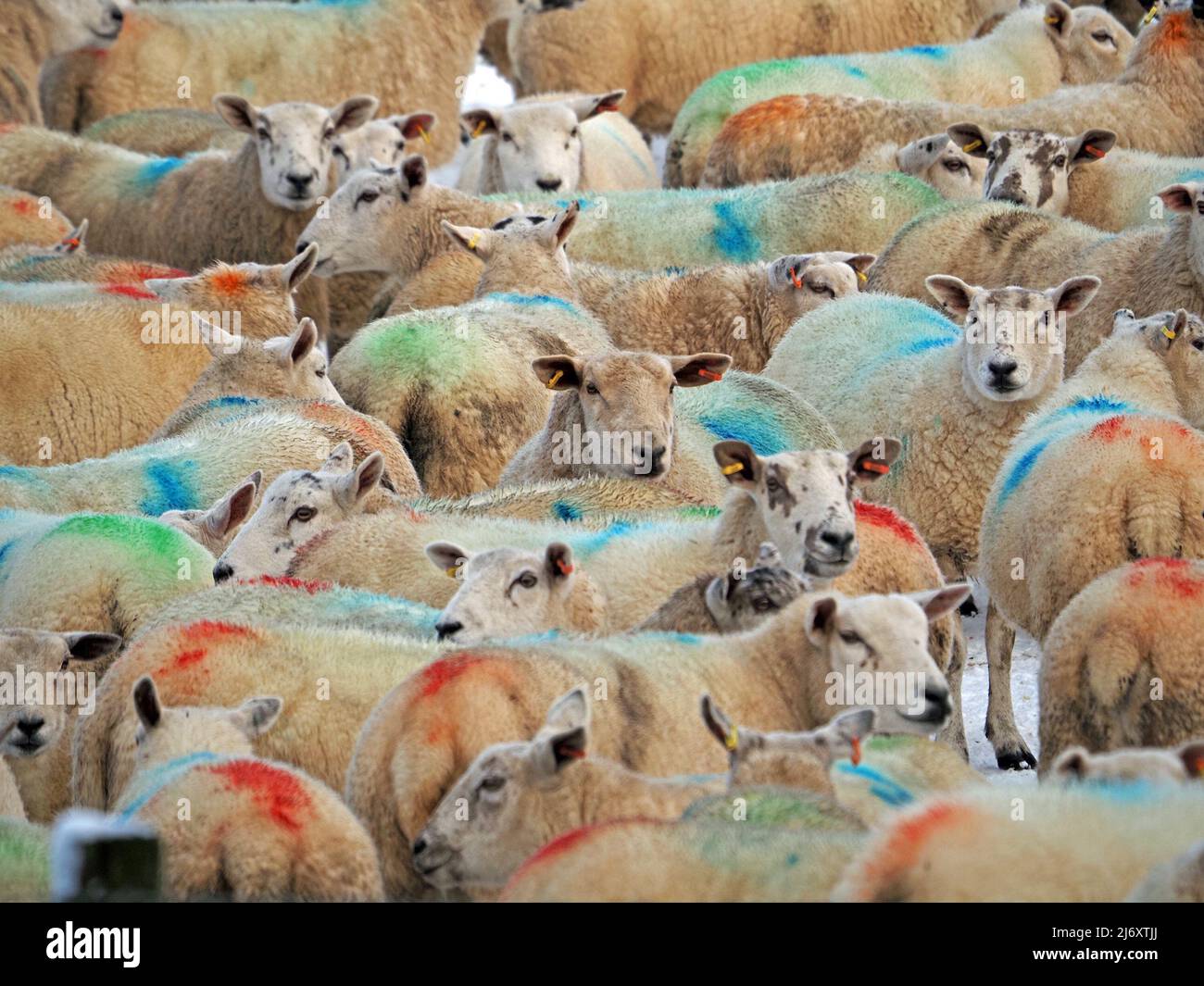 Schafe zählen - leuchtend rote, grüne und blaue Farbmarkierungen auf den Flaumhähnchen von weißen Schafen, die in einer Herde auf dem Hof in Cumbria, England, zusammengeschubst sind Stockfoto