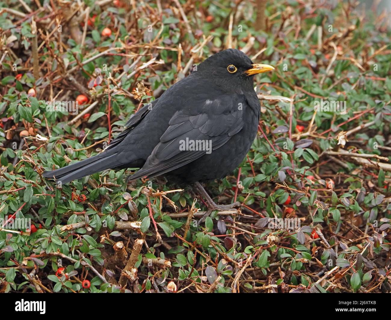 Männliche gewöhnliche oder eurasische Amsel (Turdus merula), die im Winter an Beeren von Cotoneaster füttert eine Gartenhecke in Cumbria, England, Großbritannien Stockfoto