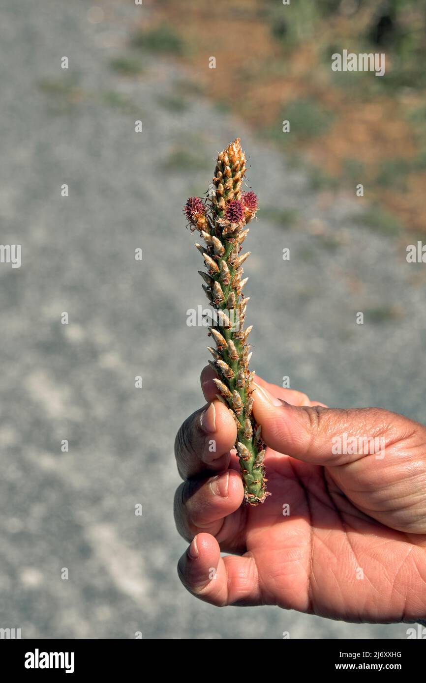 Im späten Frühjahr beobachtet eine Person die Fortpflanzungsteile einer Kiefer. Stockfoto