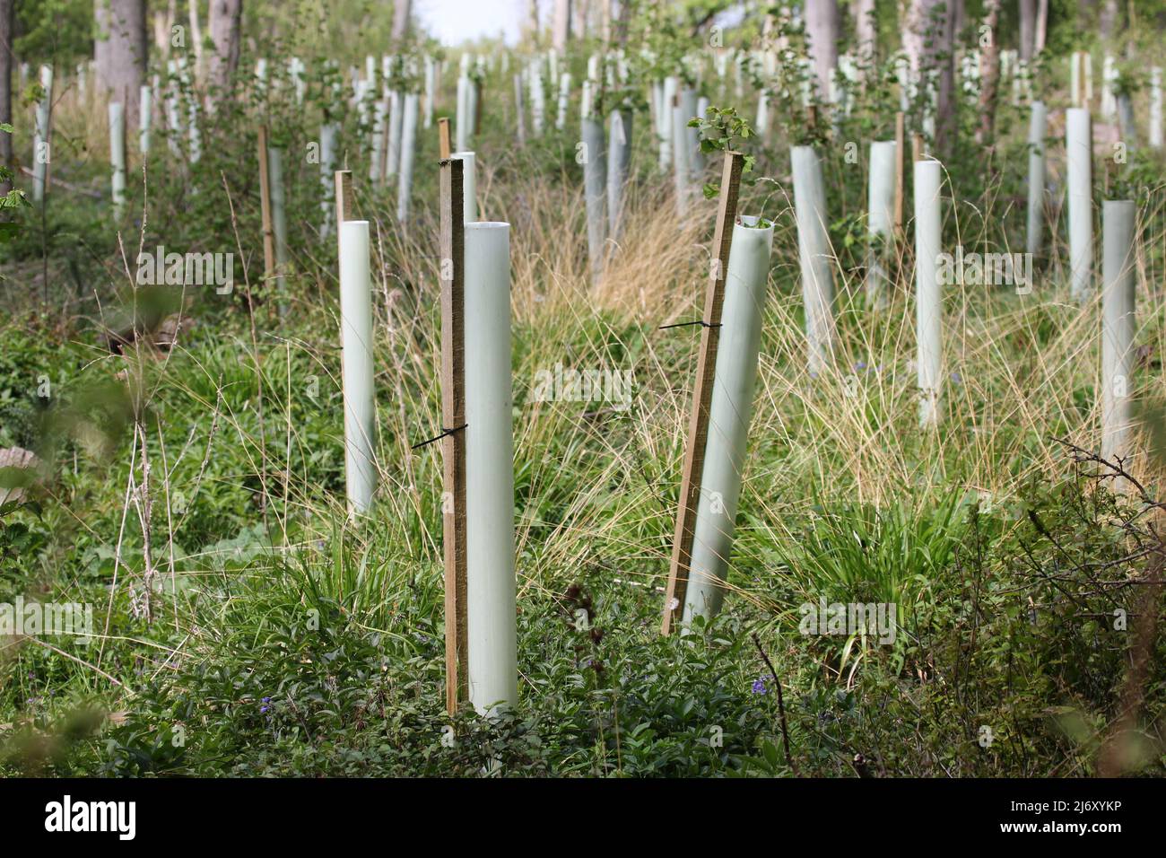 Schutz durch Spling Hayley Wood Cambridgeshire Stockfoto