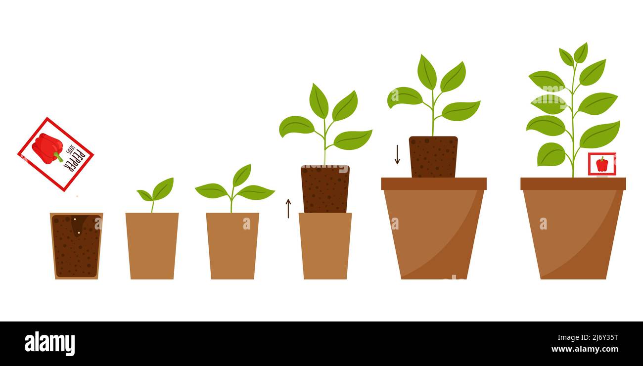 Schritt-für-Schritt-Illustration vom Pflanzen von Samen zu einer erwachsenen Pflanze in einem Blumentopf. Das Schema des Wechsels der Pflanze von Sprossen zu vollem Wachstum. Wachsendes Pepp Stock Vektor