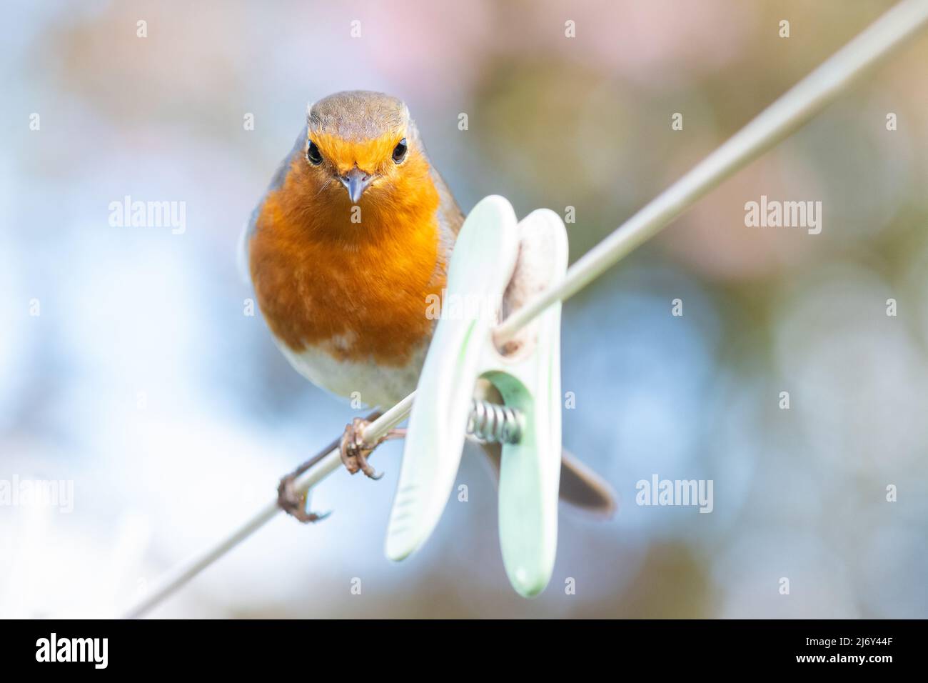 Der britische Gartenvögel Robin (Erithacus Rubecula) thronte auf der Wäscheleine im britischen Garten Stockfoto