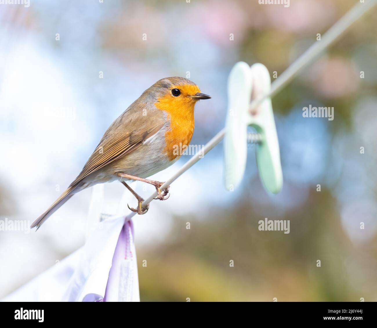 Der britische Gartenvögel Robin (Erithacus Rubecula) thronte auf der Wäscheleine im britischen Garten Stockfoto
