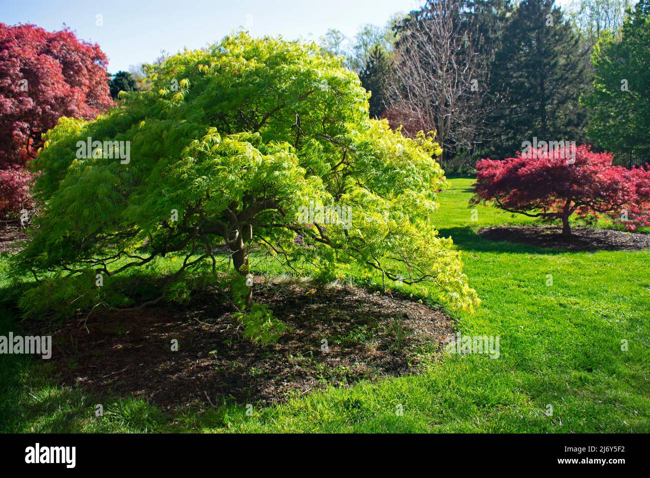 Zwerg-japanischer Ahornbaum mit grünen Blättern und flankiert von roten Blattsorten in Deep Cut Gardens in Middletown, New Jersey, USA -05 Stockfoto