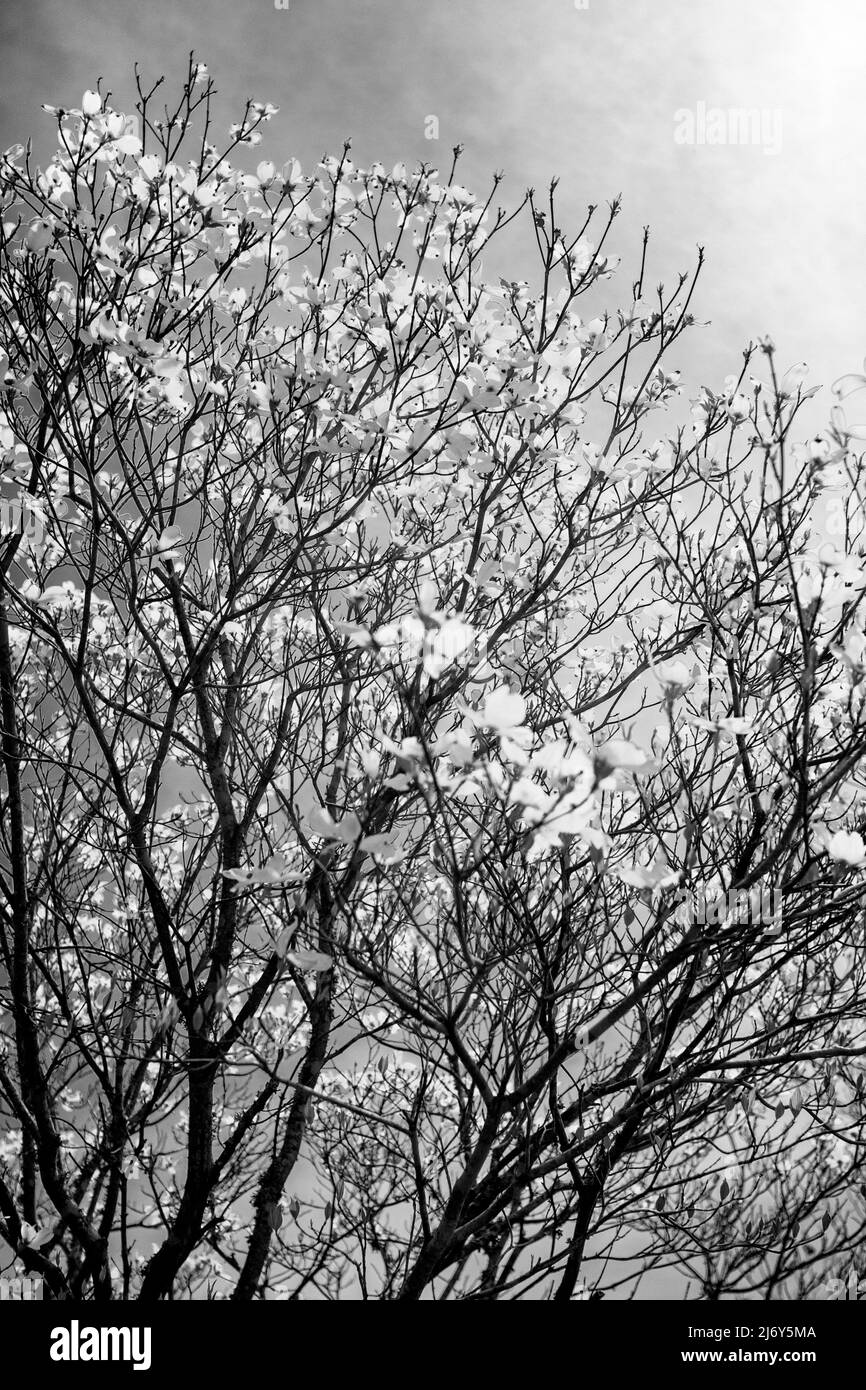 Ein blühender Dogwood-Baum (Cornus florida), ein Vorbote des Frühlings im Südosten der USA, scheint in Richtung des Sonnenlichts zu reichen. Stockfoto
