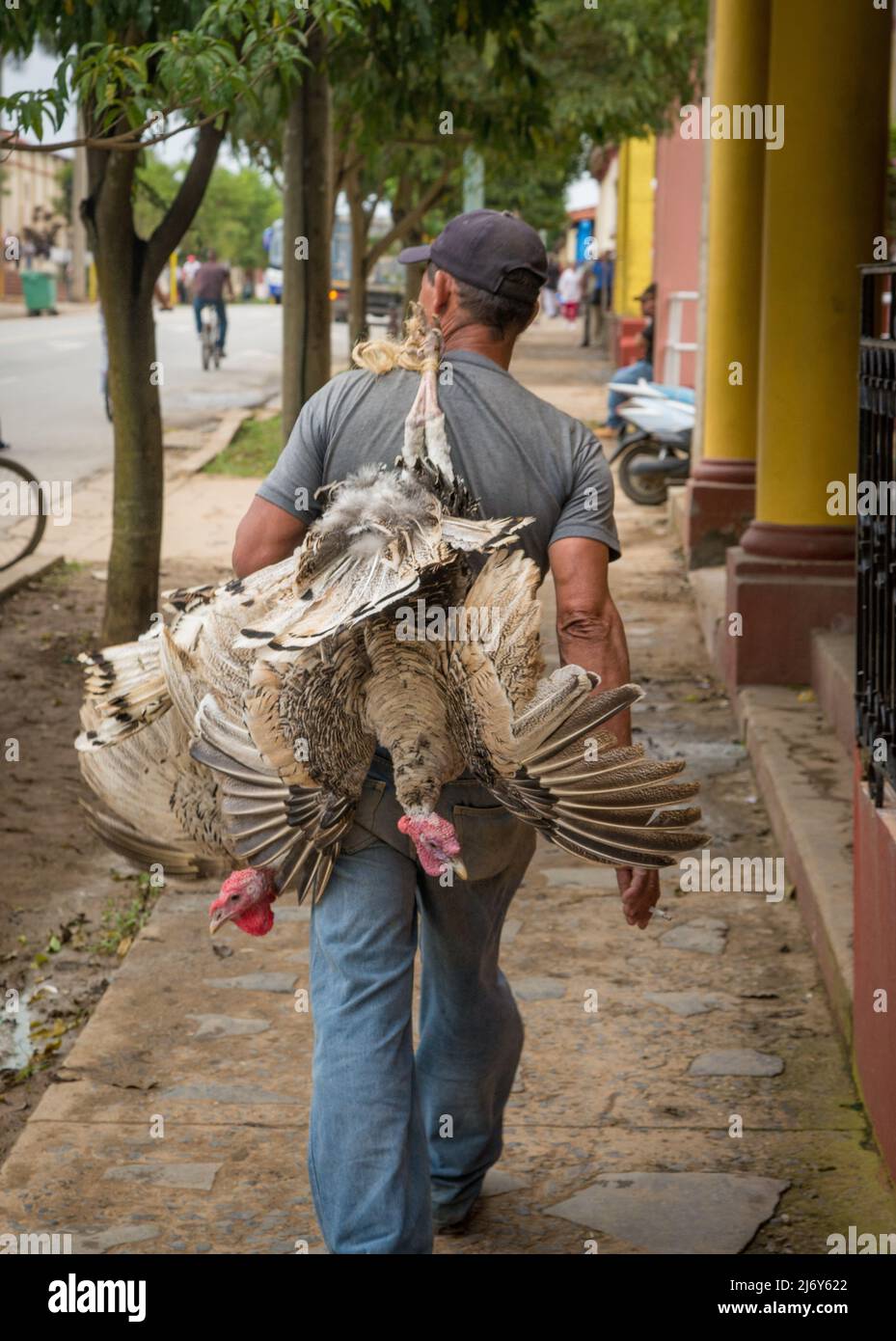 Januar 12 2016 -- Vinales, Kuba: Ein Mann geht die Straße entlang mit seinem frischen Fang des Tages, zwei lebenden Puten. (Liz Roll) Stockfoto