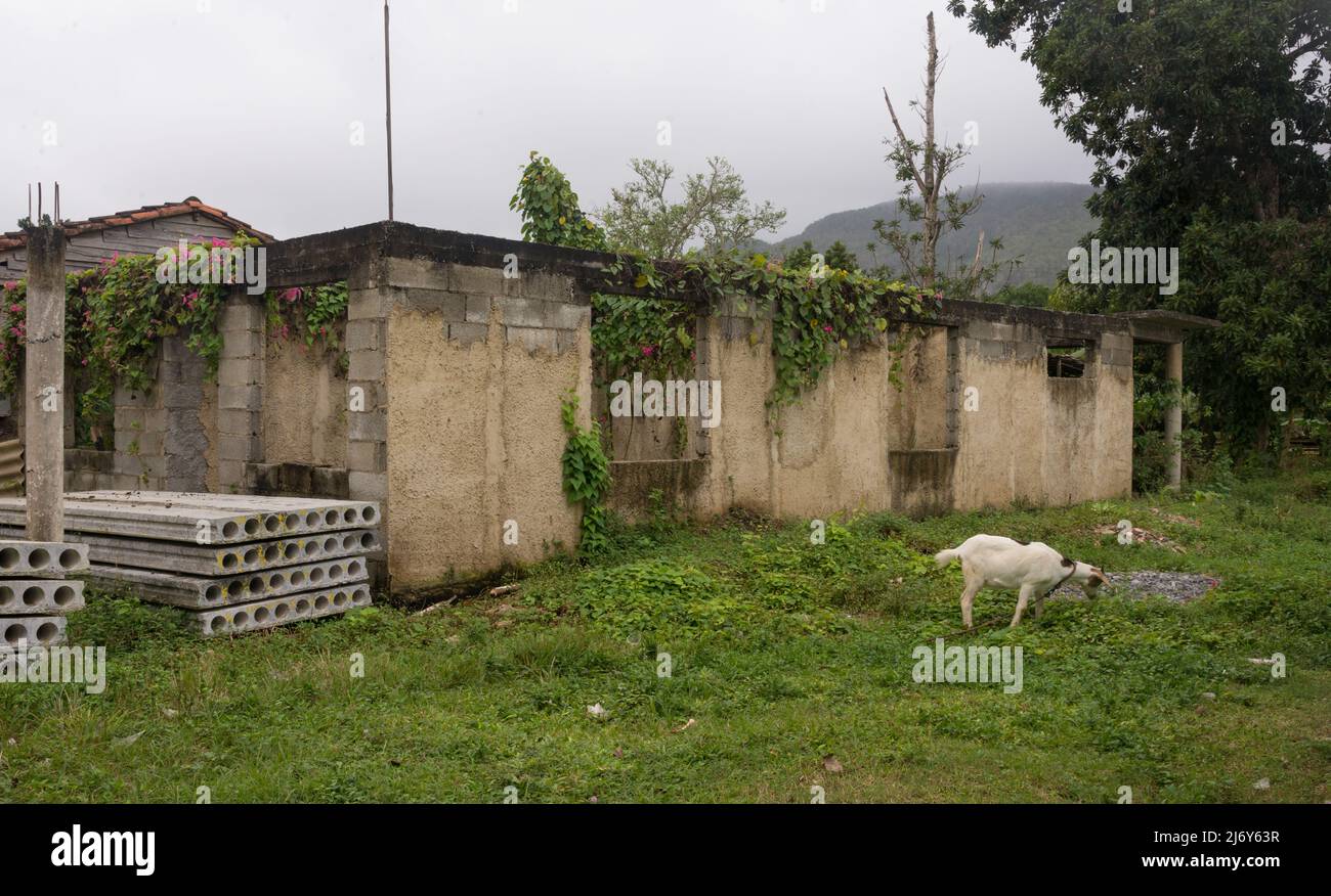 Viñales, Kuba -- Eine Ziege frisst Gras vor einem verlassenen Gebäude Stockfoto