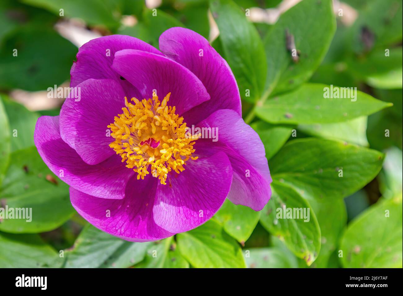 Paeonia broteri Boiss. & Reut ist eine mehrjährige, krautige Pfingstrose. Es ist eine endemische Art von Spanien und Portugal. Sie trägt rosarote Blüten Stockfoto