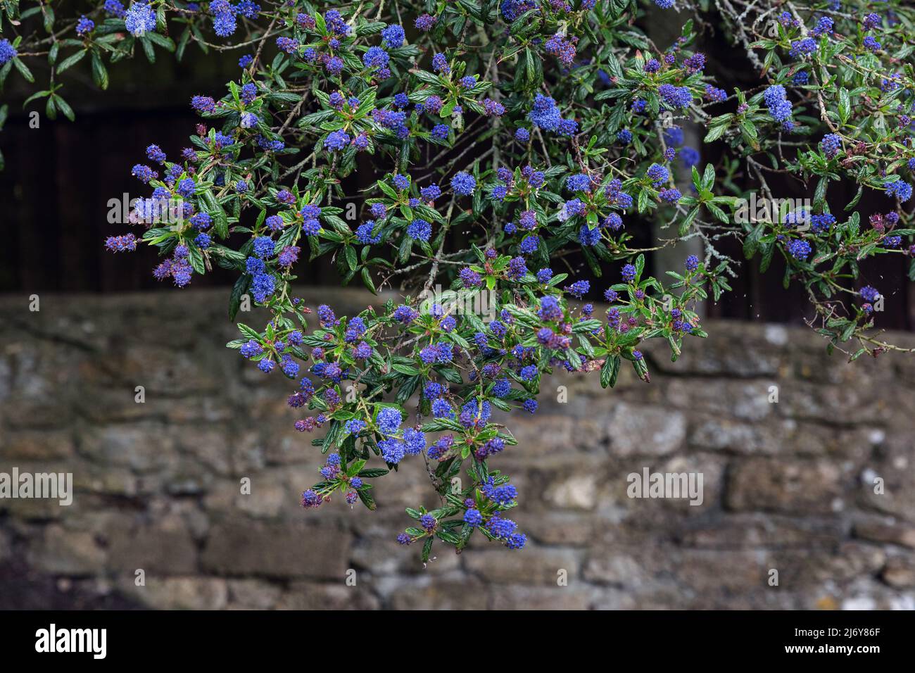 Leuchtend blaue Blüten eines Ceanothus-Baumes im Frühling in einem britischen Garten Stockfoto