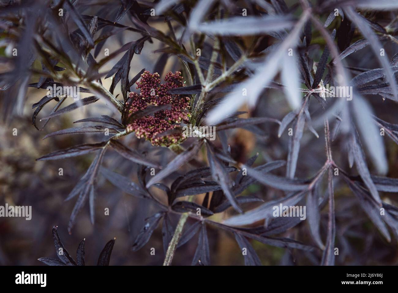 Nahaufnahme eines Schwarzen Älteren (Sambucus Nigra), der im Frühling in einem britischen Garten zu blühen beginnt Stockfoto