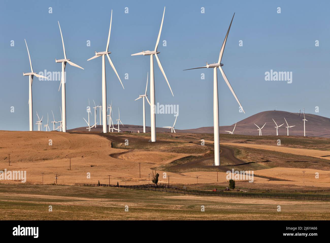 Windpark, Weizenfeld vor der Ernte, PM light, Klickitat County, Washington. Stockfoto
