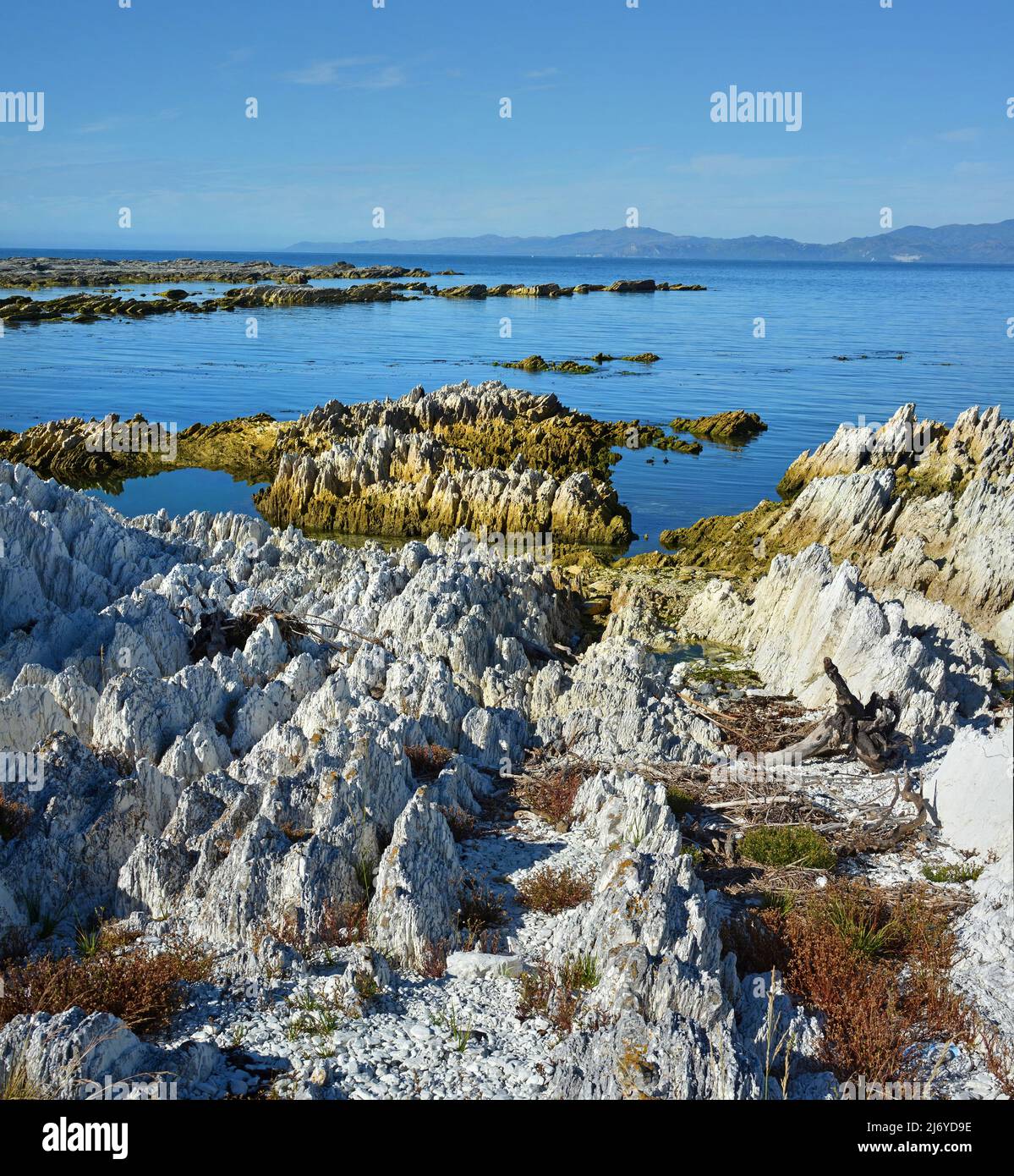 Erdbeben - Kaikoura Küste um einen Meter angehoben, Neuseeland. Stockfoto