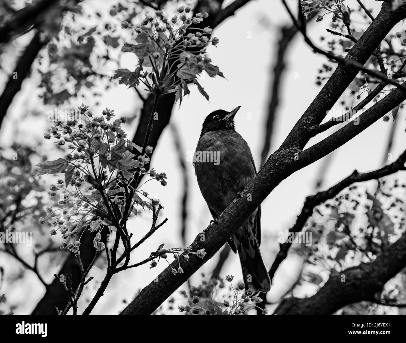 Ein Schwarz-Weiß-Foto eines eingeflammten Robin-Vogels, der im Frühjahr auf einem Ahornbaum-Ast steht - Stock-Fotografie Stockfoto