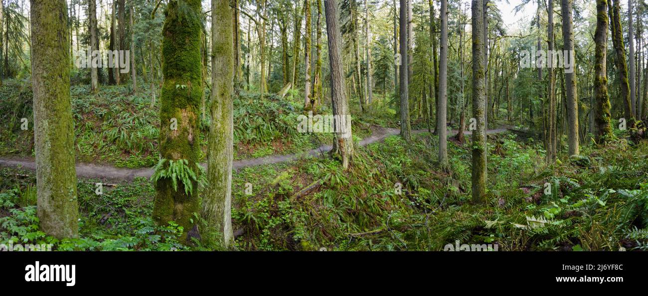 Ein wunderschöner Pfad schlängelt sich durch blühende Bäume, Farne und andere Vegetation im malerischen Forest Park, Northwest Portland, Oregon. Stockfoto