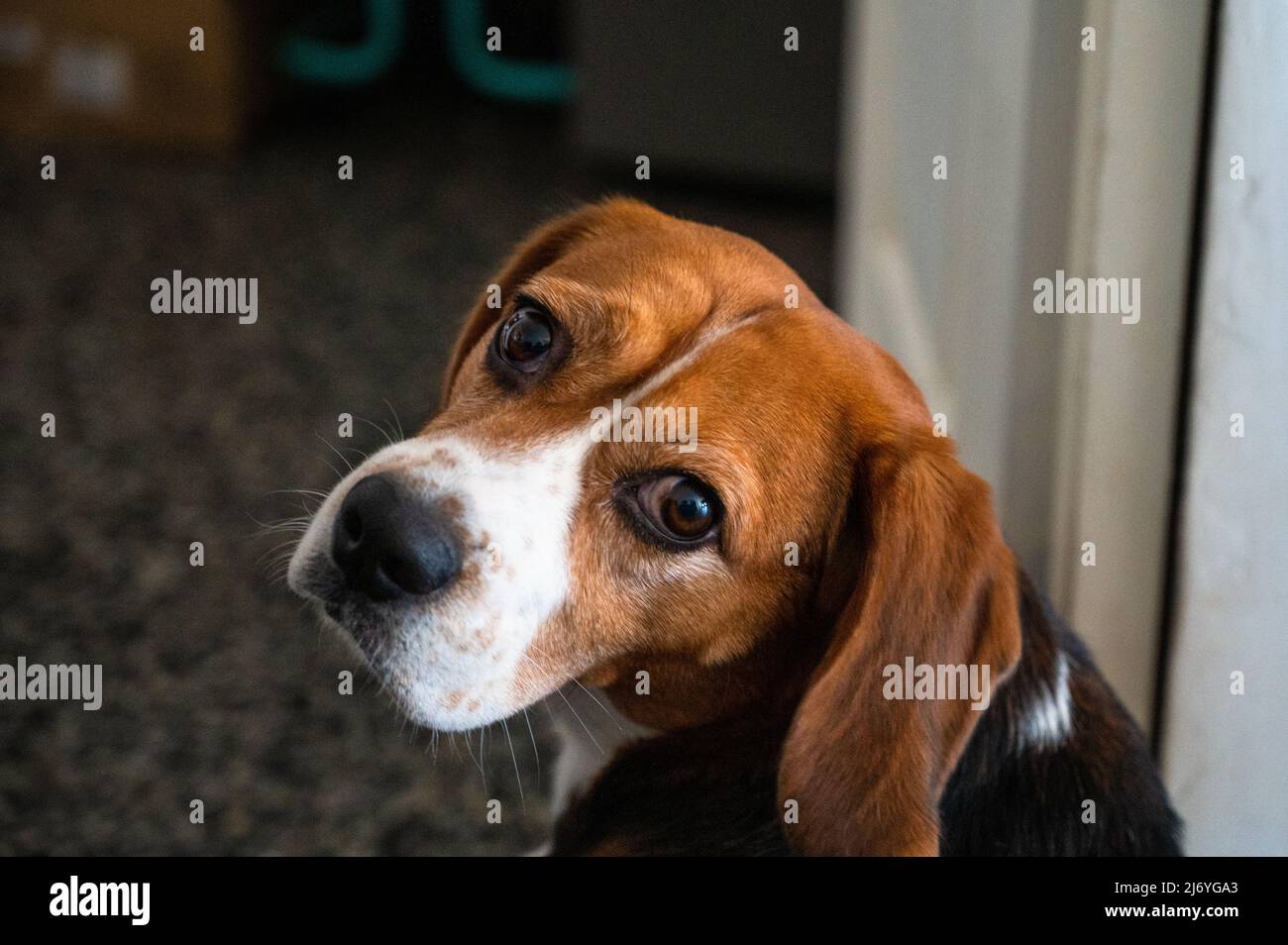 Niedlicher Beagle mit einem ernsten Gesicht, das auf die Kamera schaut. Porträt eines schönen Hundes Stockfoto