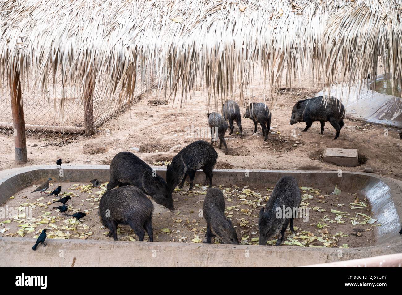 Halsbandpeccary beim Essen in einem Tiergehege in Peru Stockfoto