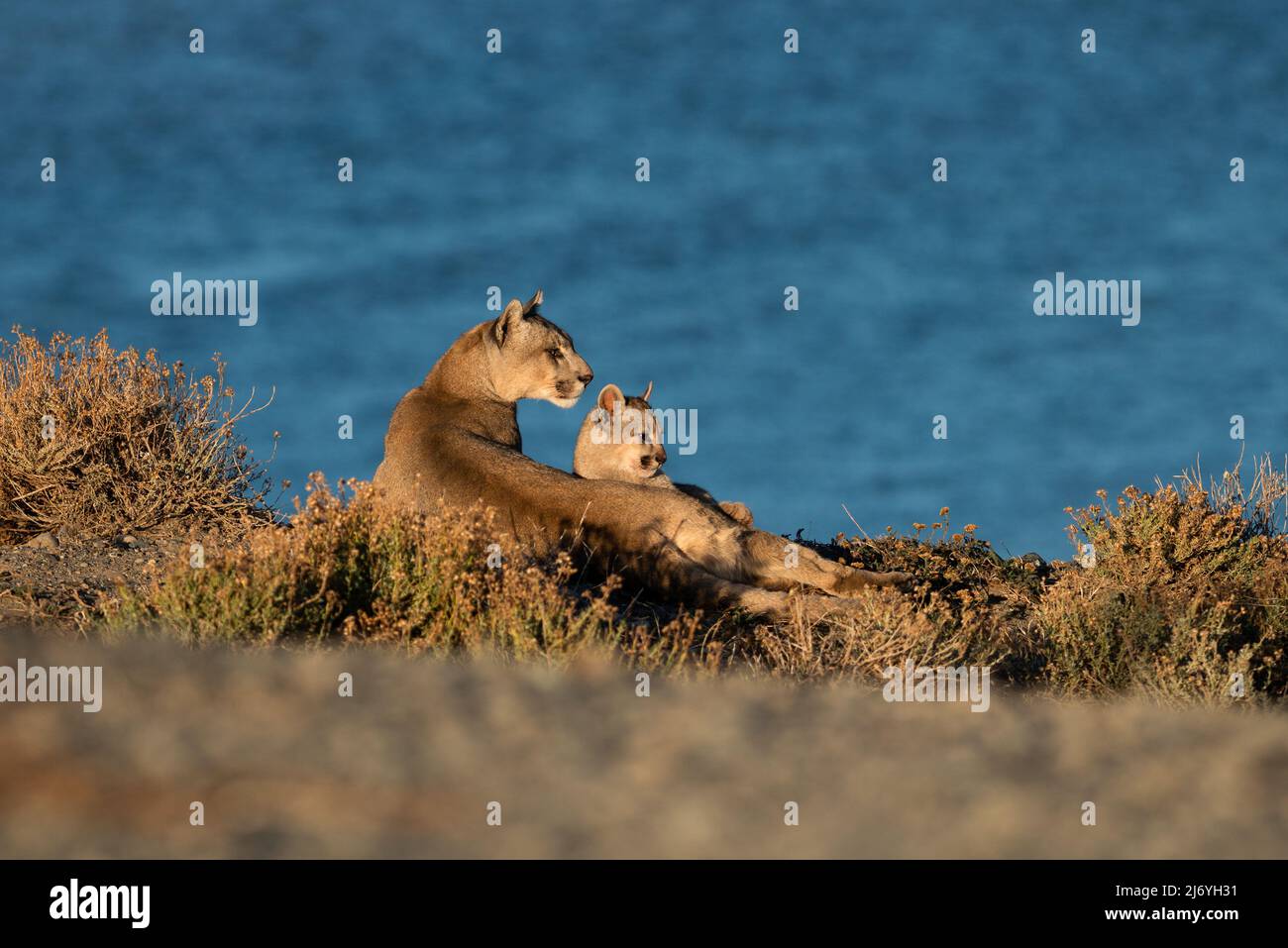 Ein weiblicher Puma mit seinem Jungen Stockfoto
