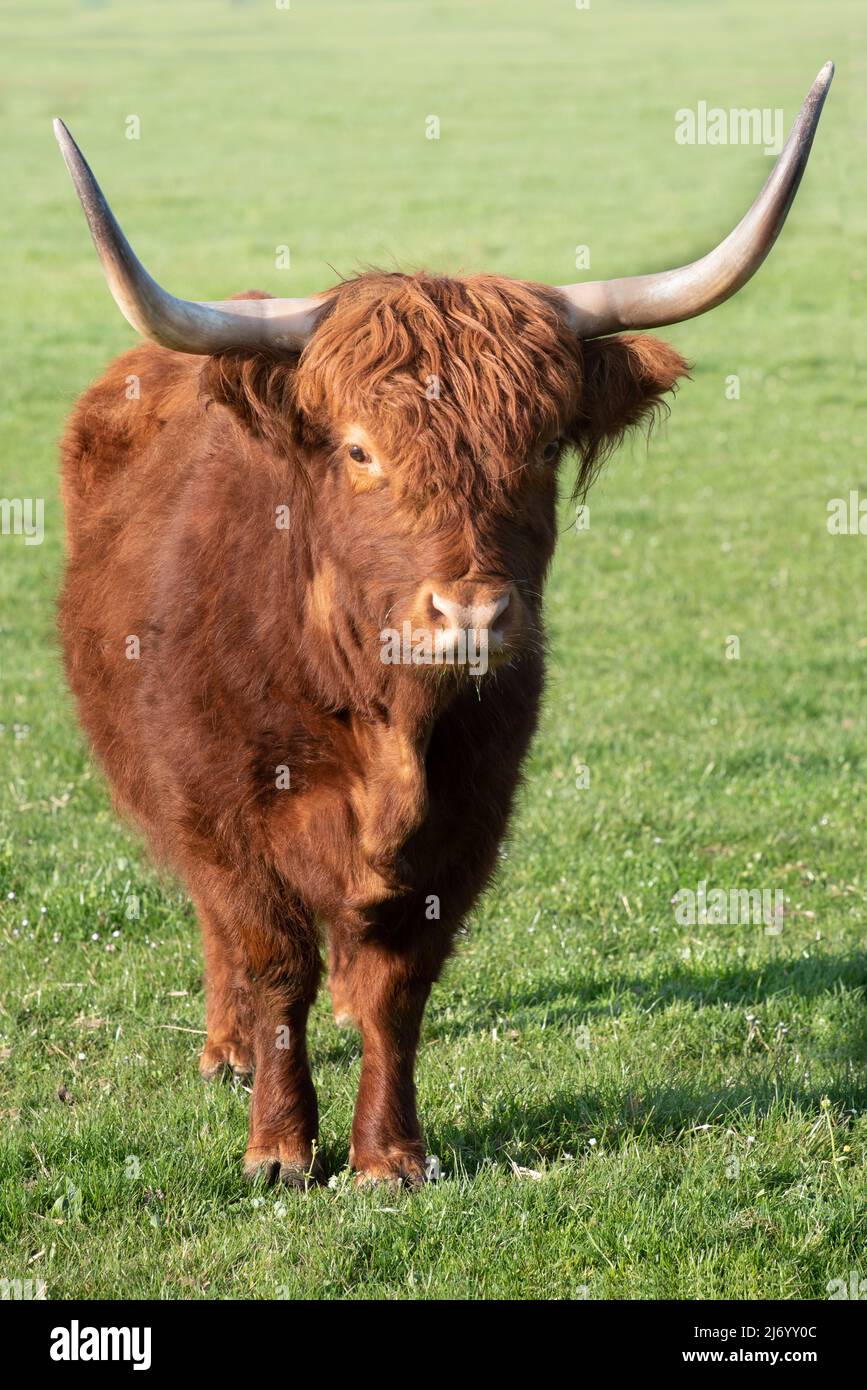 Ein braunes, zotteliges Hochland-Vieh mit langen Hörnern steht auf einer grünen Weide und steht im Hochformat der Kamera gegenüber Stockfoto