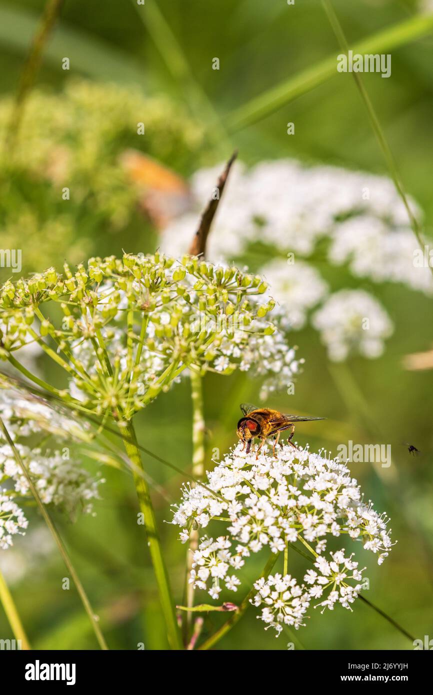 Im Sommer schwebt auf einer Blume Stockfoto