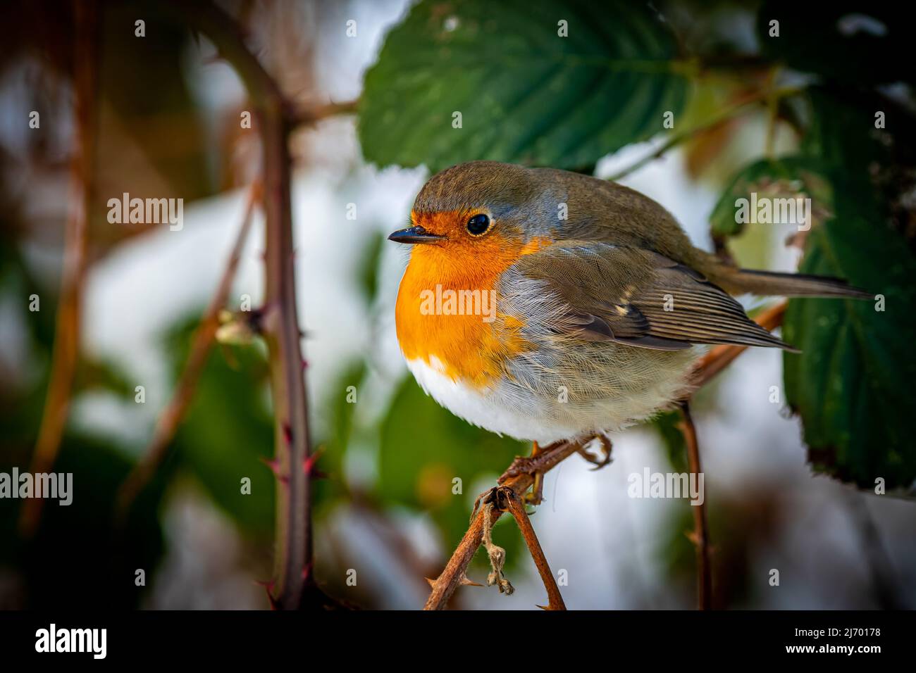 Seitenansicht einer europäischen Rotbrust mit aufgeblasenen Federn, die auf einem Zweig sitzt und im Winter in die Kamera schaut. Stockfoto