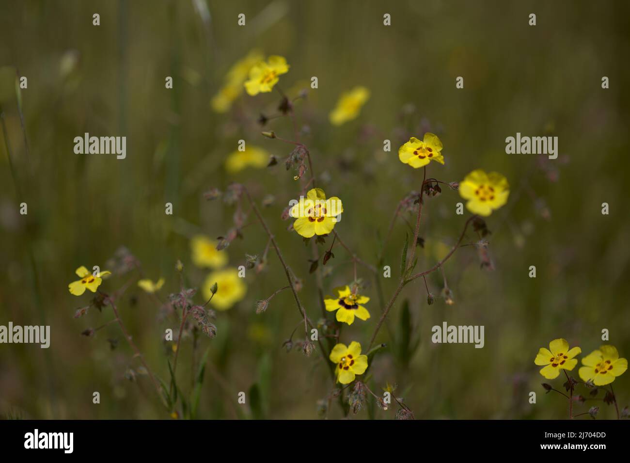 Flora von Gran Canaria - Tuberaria guttata, die gefleckte Felsenrose oder die jährliche Felsenrose mit natürlichem makrofloralem Hintergrund Stockfoto