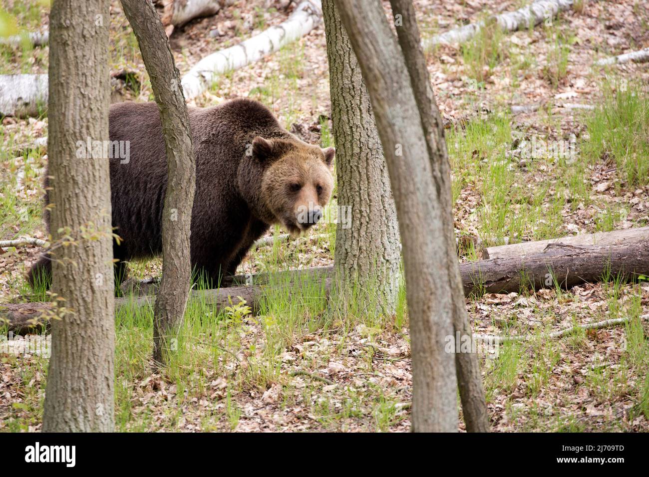 Ein Braunbär im Wald in freier Wildbahn Stockfoto
