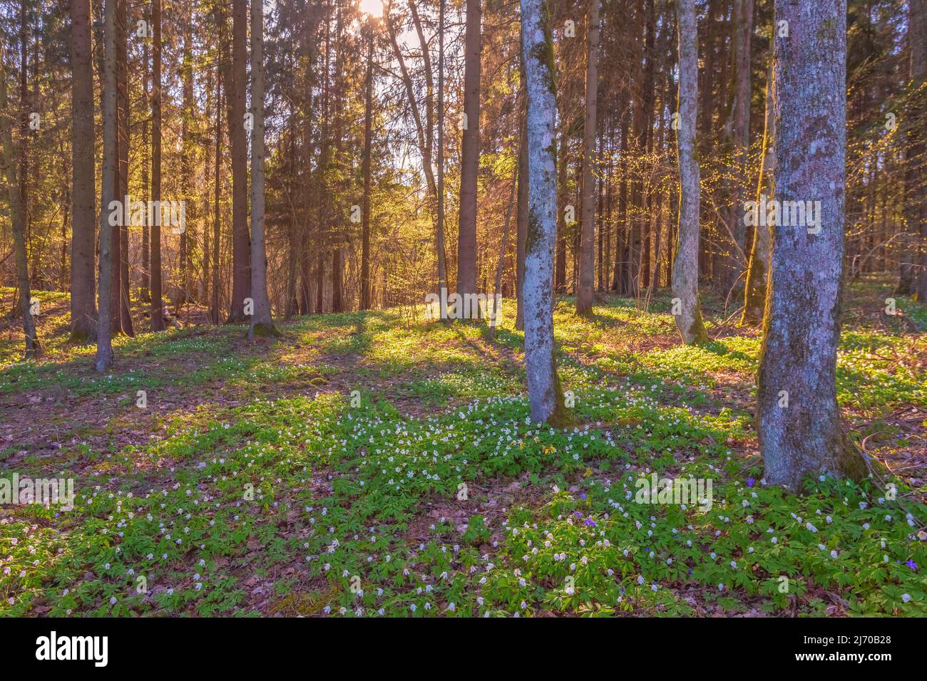 Anemone nemorosa blüht im Wald an sonnigen Tagen. Holzanemone, Windblume, Thimbleweed Stockfoto