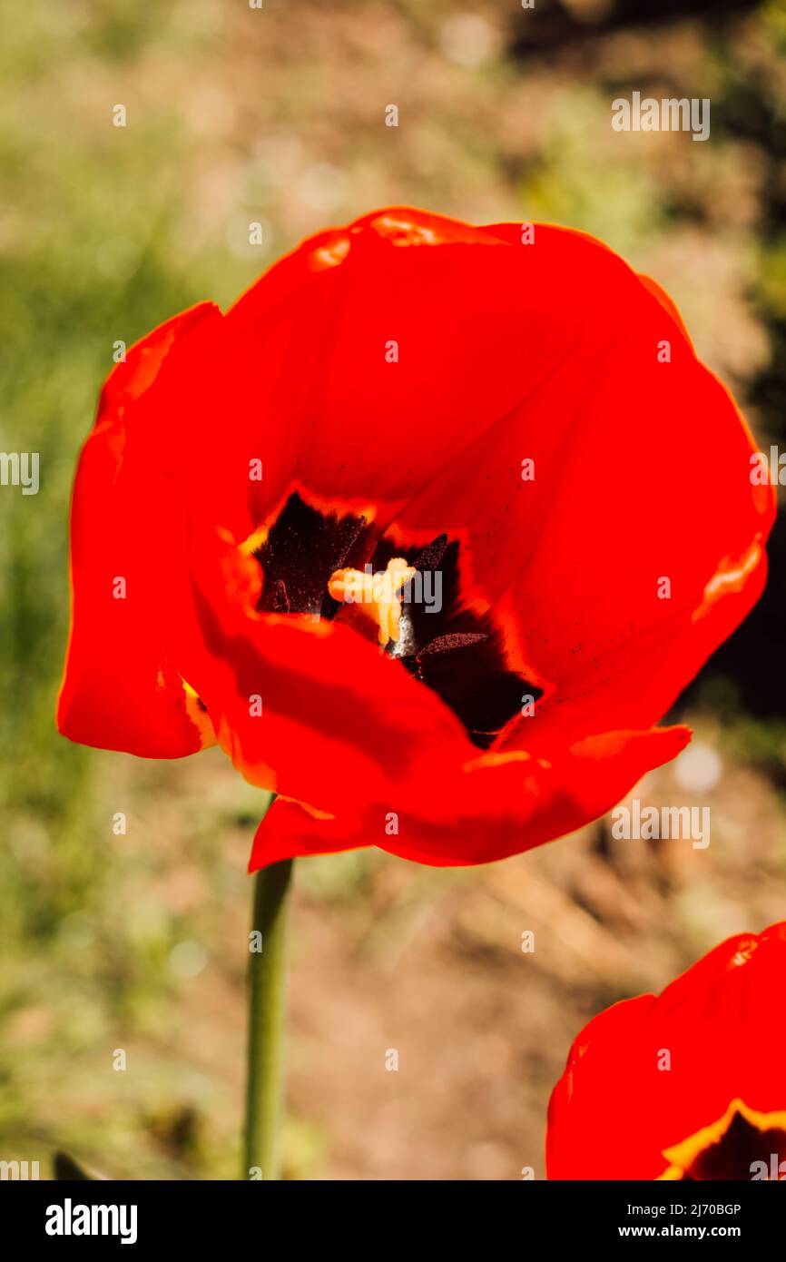 Ein Feld mit schönen blühenden roten Tulpen im Frühling Stockfoto